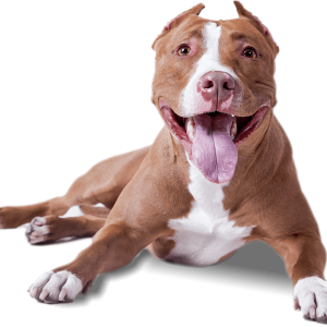 Dog PNG