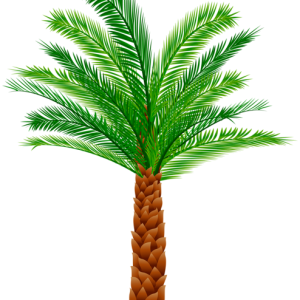 Palm tree PNG