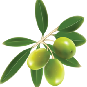 Olives PNG