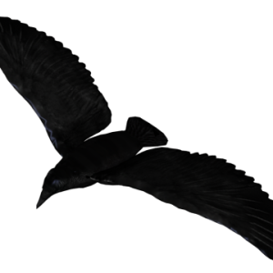 Raven PNG