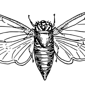 Moth PNG