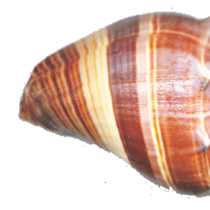 Conch PNG