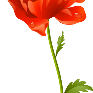 Poppy flower PNG