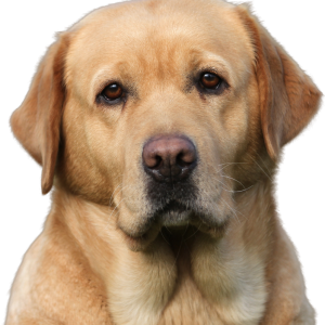 Labrador Retriever PNG