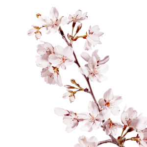 Sakura PNG