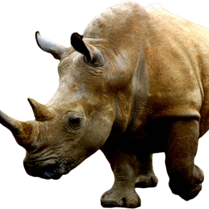 Rhino PNG