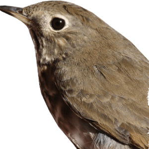Bird PNG