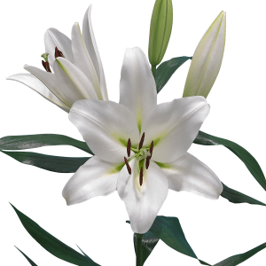 Lilium PNG