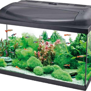 Aquarium PNG