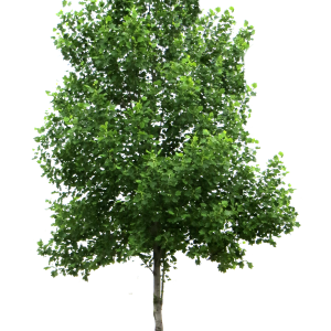 tree PNG