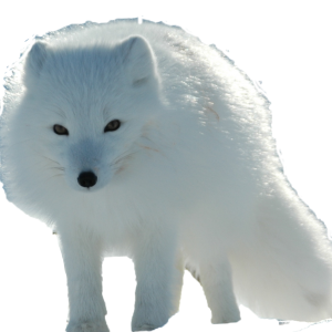 Arctic fox PNG