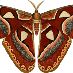 Moth PNG