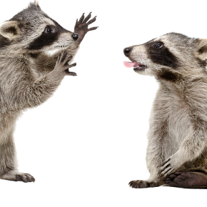 Raccoons PNG