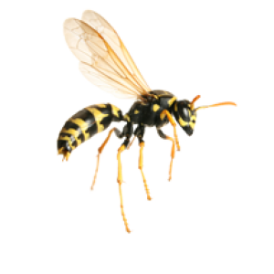 Wasp PNG