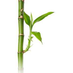 Bamboo PNG