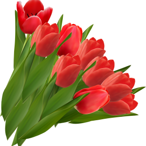 Tulip PNG image