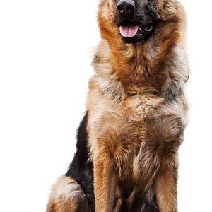 German Shepherd PNG