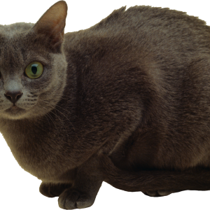 Cat PNG