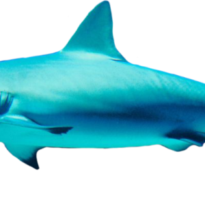 Shark PNG
