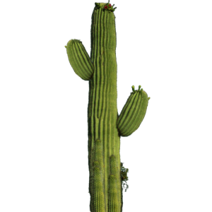 Cactus PNG image