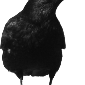 Black crow PNG image