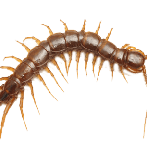 Centipede PNG insect