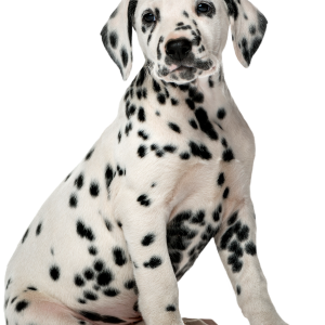 Dalmatian PNG puppy