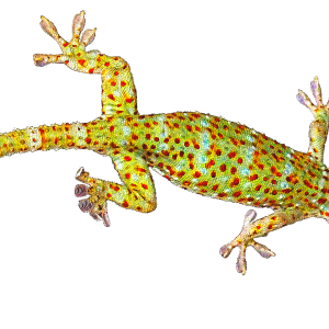 Gecko PNG