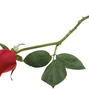 Rose PNG