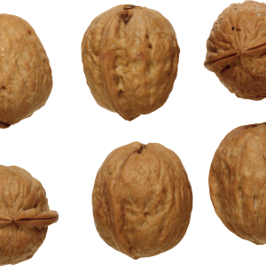 Walnut PNG