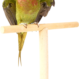 Parrot PNG image