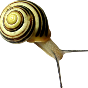 Snail PNG