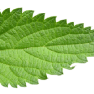 Nettle PNG