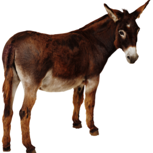 Donkey PNG