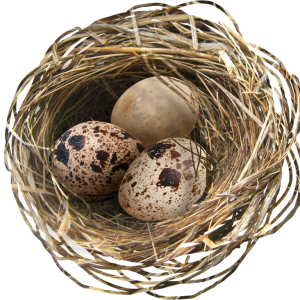 Nest PNG