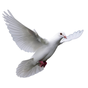 white dove pigeon PNG picture