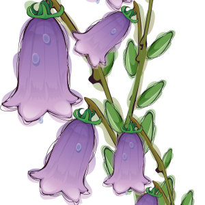 Bellflower PNG