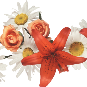 Lilium PNG
