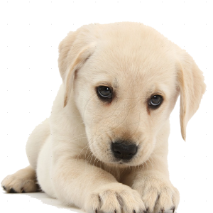 Labrador Retriever PNG