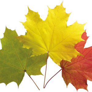 autumn PNG leaves