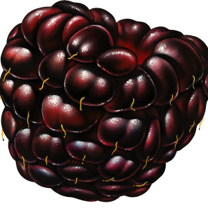 Blackberry PNG