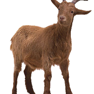 Goat PNG