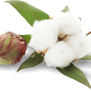 Cotton PNG