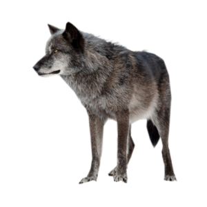 Wolf PNG