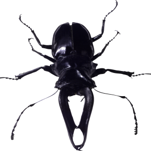 insect bug PNG image