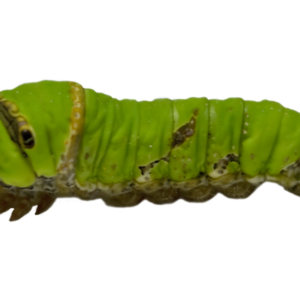 Caterpillar PNG