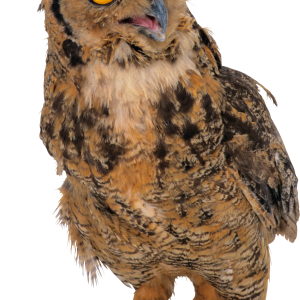 Owl PNG