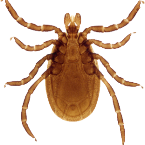 Tick insect PNG