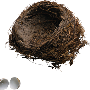 Nest PNG