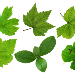 Green leaves picture PNG